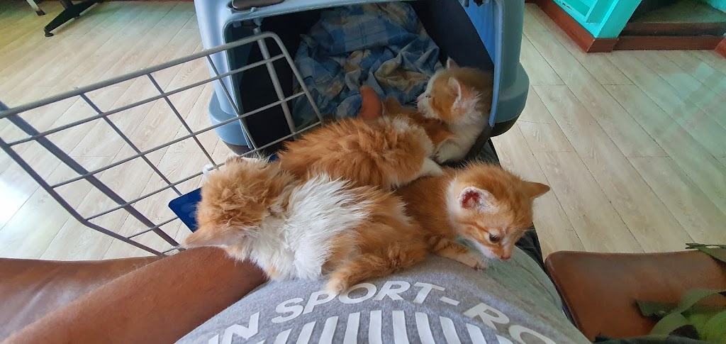 Gato