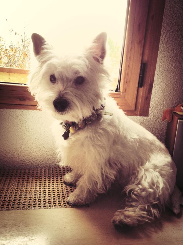 Medivet 24 HorasMajadahonda — Perro
