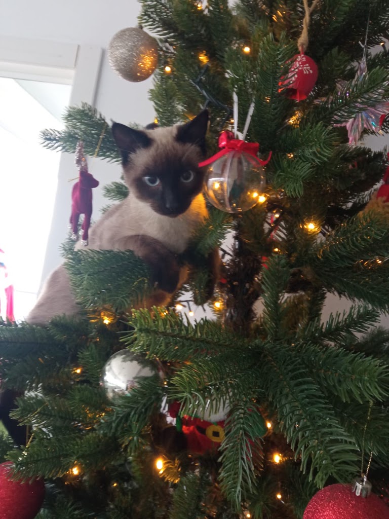 Consulta Veterinaria Bejeque — Mas recientes