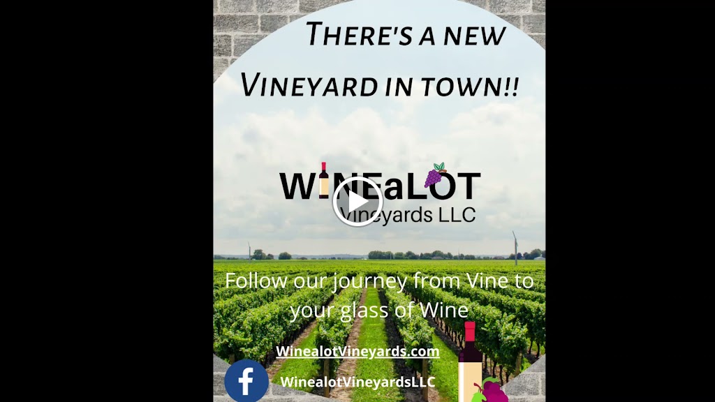  WINEaLOT Wine Pub - Vineyards