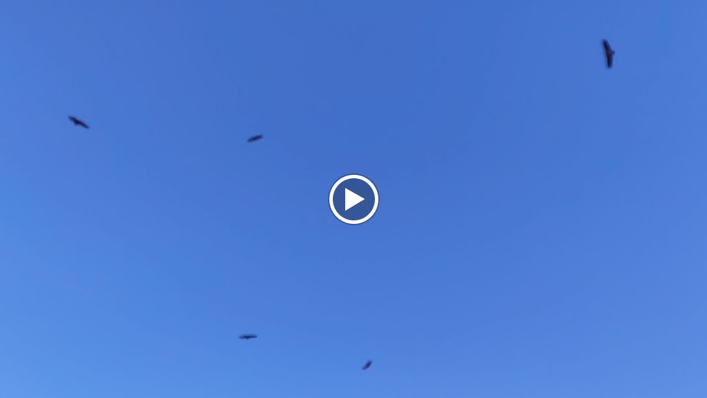 MIRADOR DE ALFREDO — Videos
