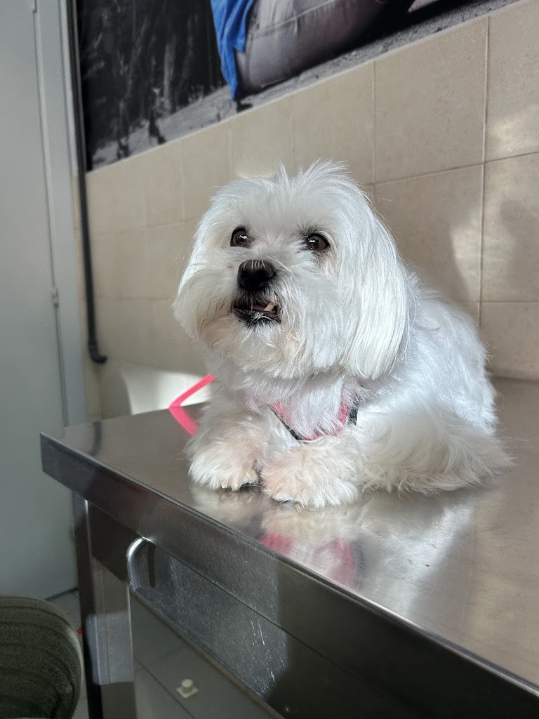 Clinica veterinaria A Farola — Perro