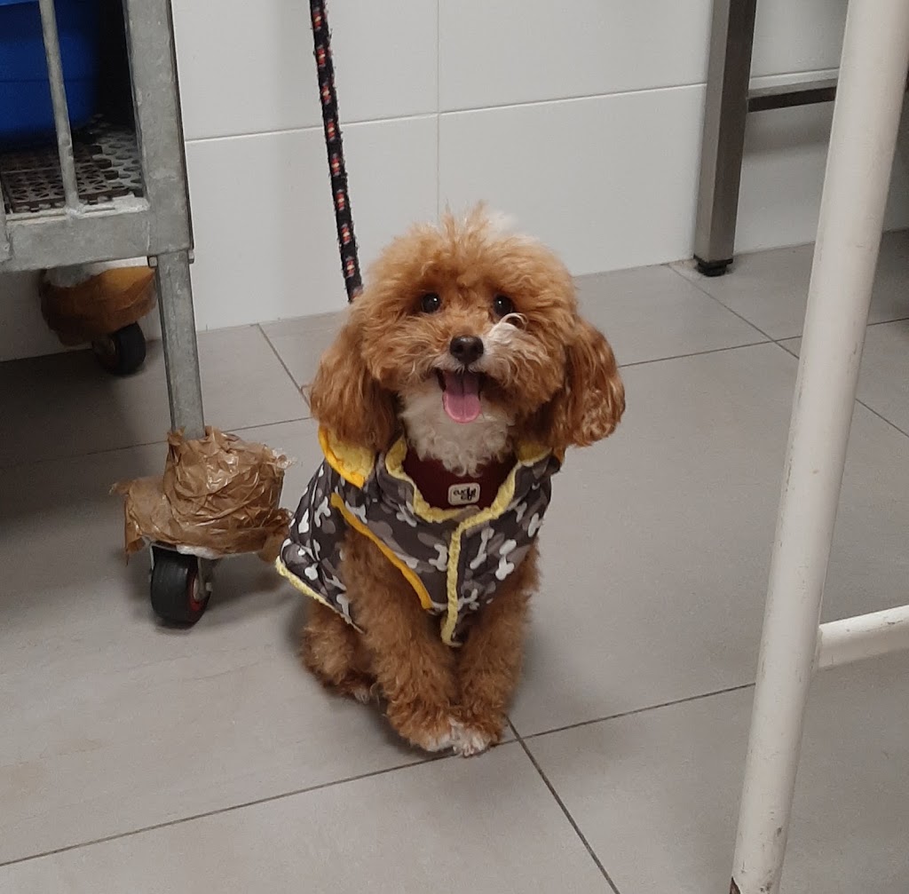 CLINICA VETERINARIA " LOS CASTROS" (Dra.Machiandiarena) — Perro