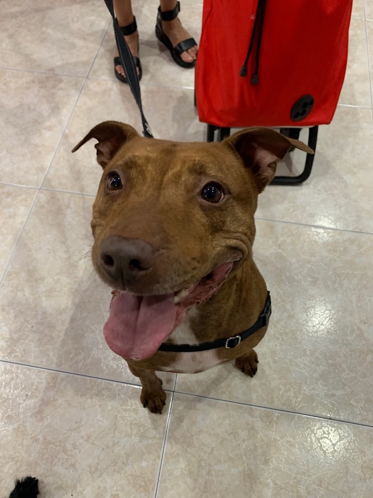 CENTRO VETERINARIO Mascotas de Sestao — Perro