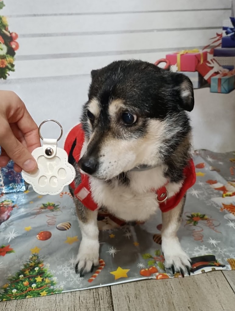 CLINICA VETERINARIA EN SAN SEBASTIAN DE LOS REYES - SANSEPET — Mas recientes