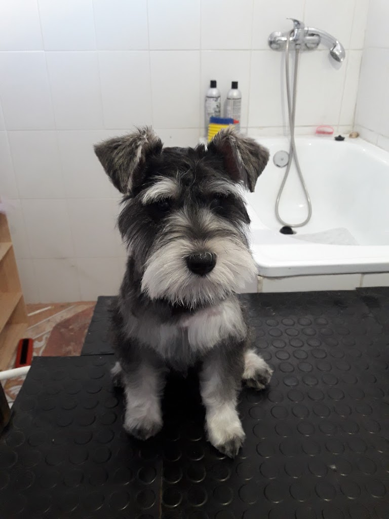 Perro