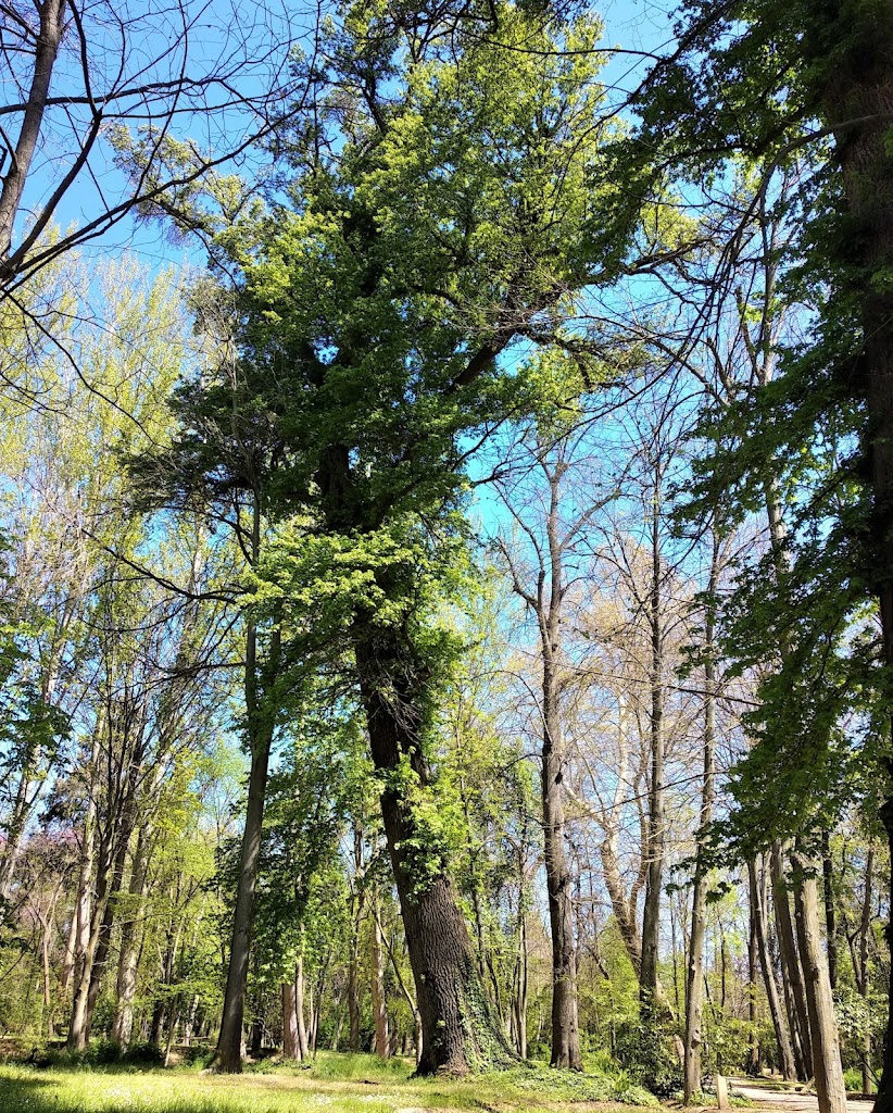 Arbol Singular de la Comunidad de Madrid ndeg 98