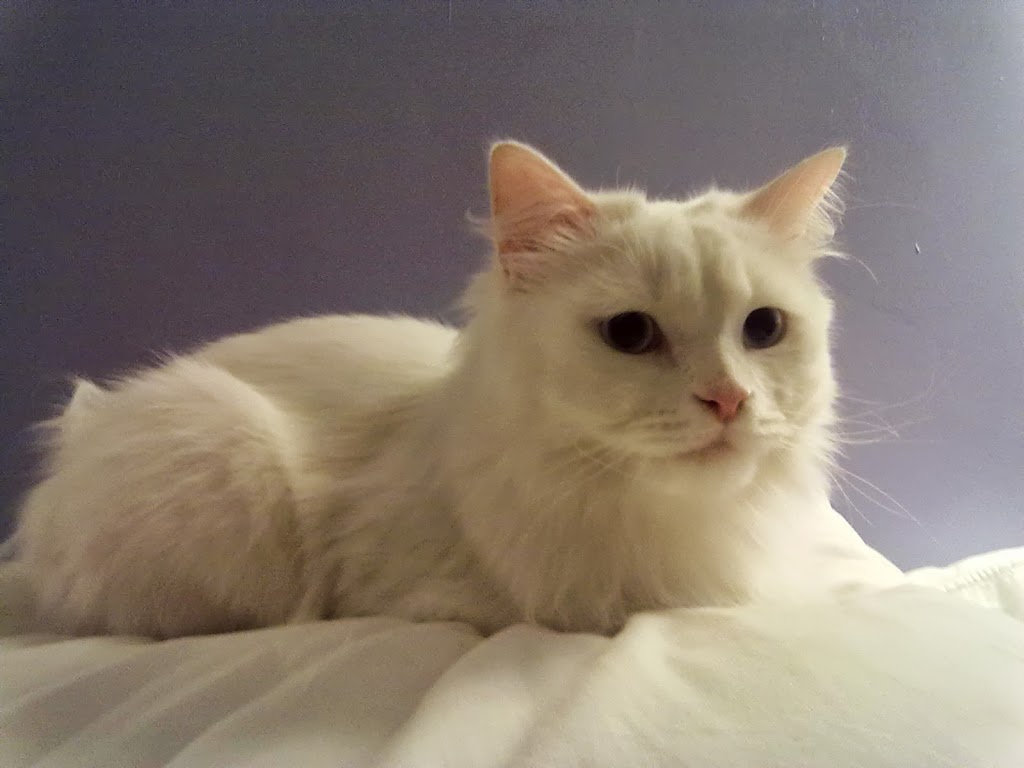 Clinica Veterinaria Basauri