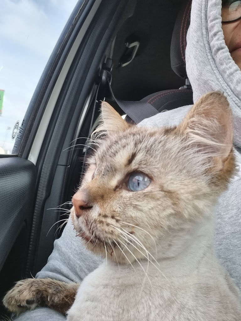 Gato