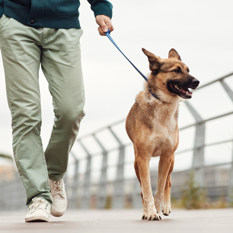 Clinica Veterinaria Wecan Montequinto — Perro