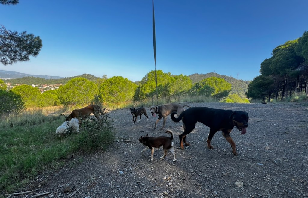 JustCan Adiestramiento y Educacion Canina