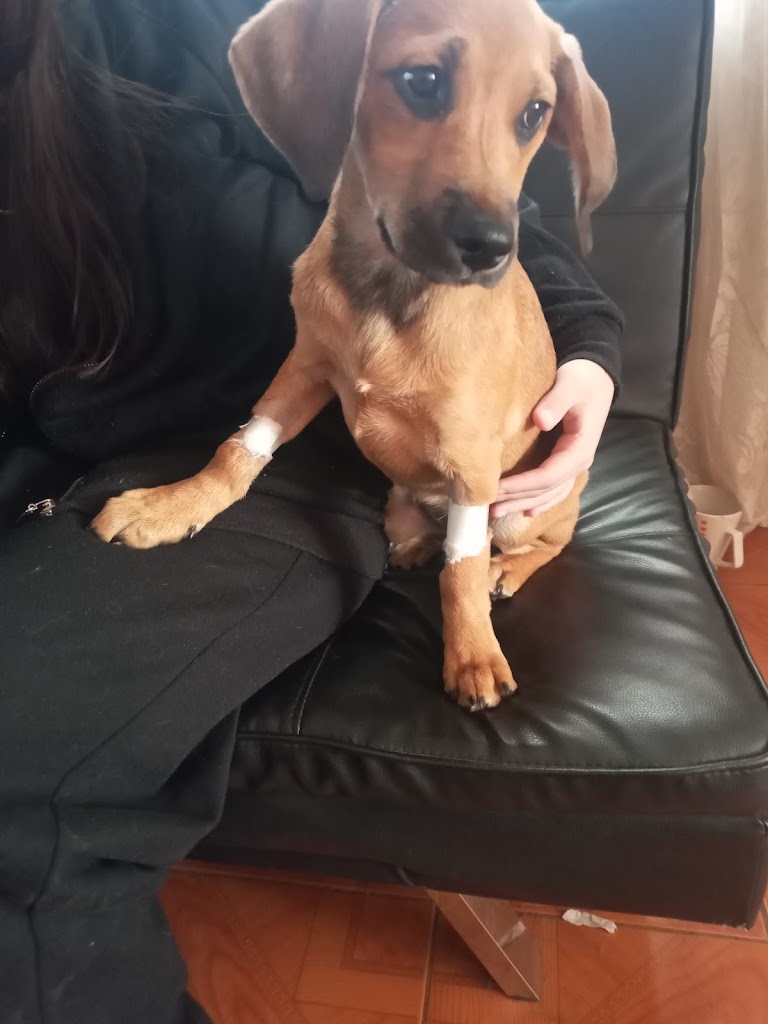Perro