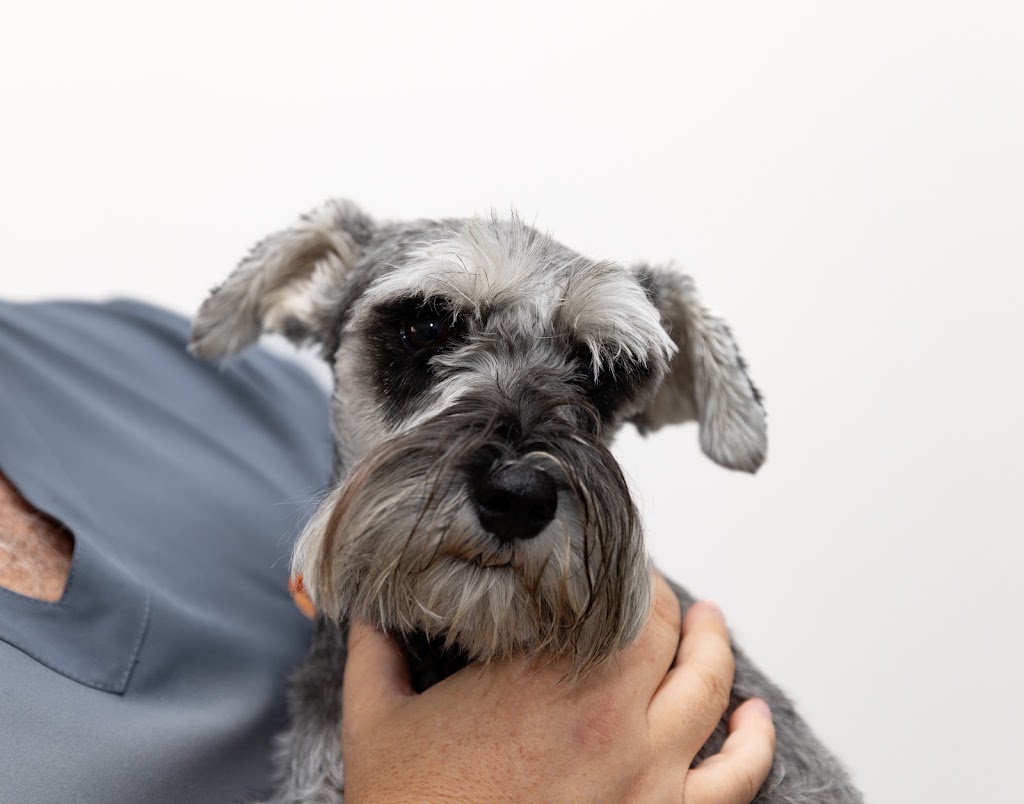 Hospital NA Veterinarios — Perro