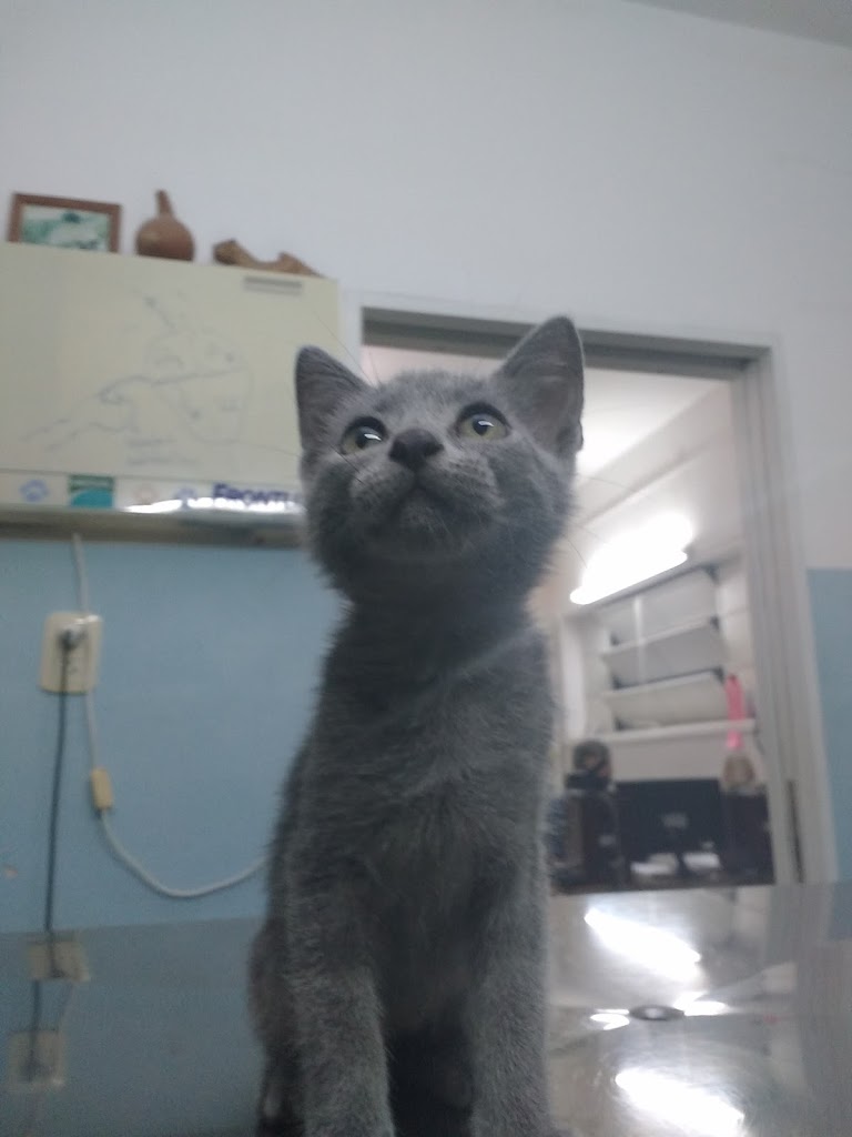 Gato