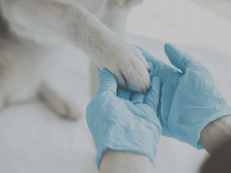 Clinica Veterinaria Ciudad Lineal El Parque