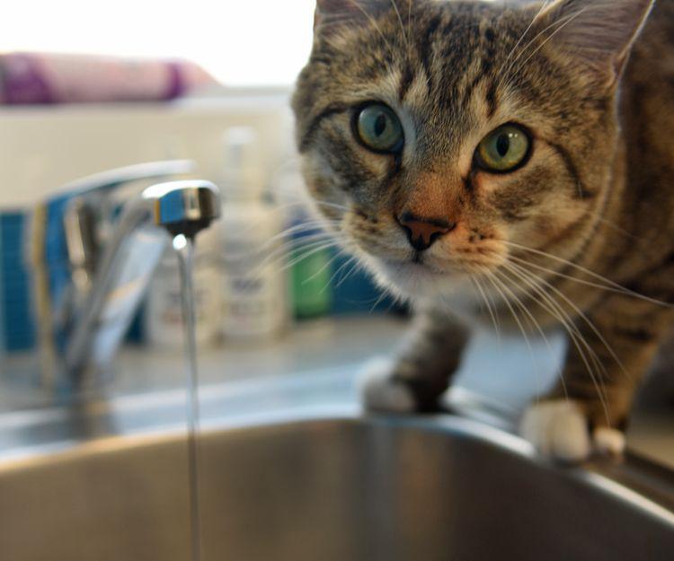 Clinica Veterinaria Perseo Mostoles — Gato