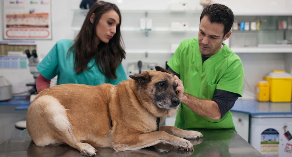 Clinica veterinaria 4 patas — Del propietario