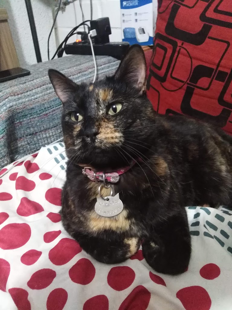 Gato