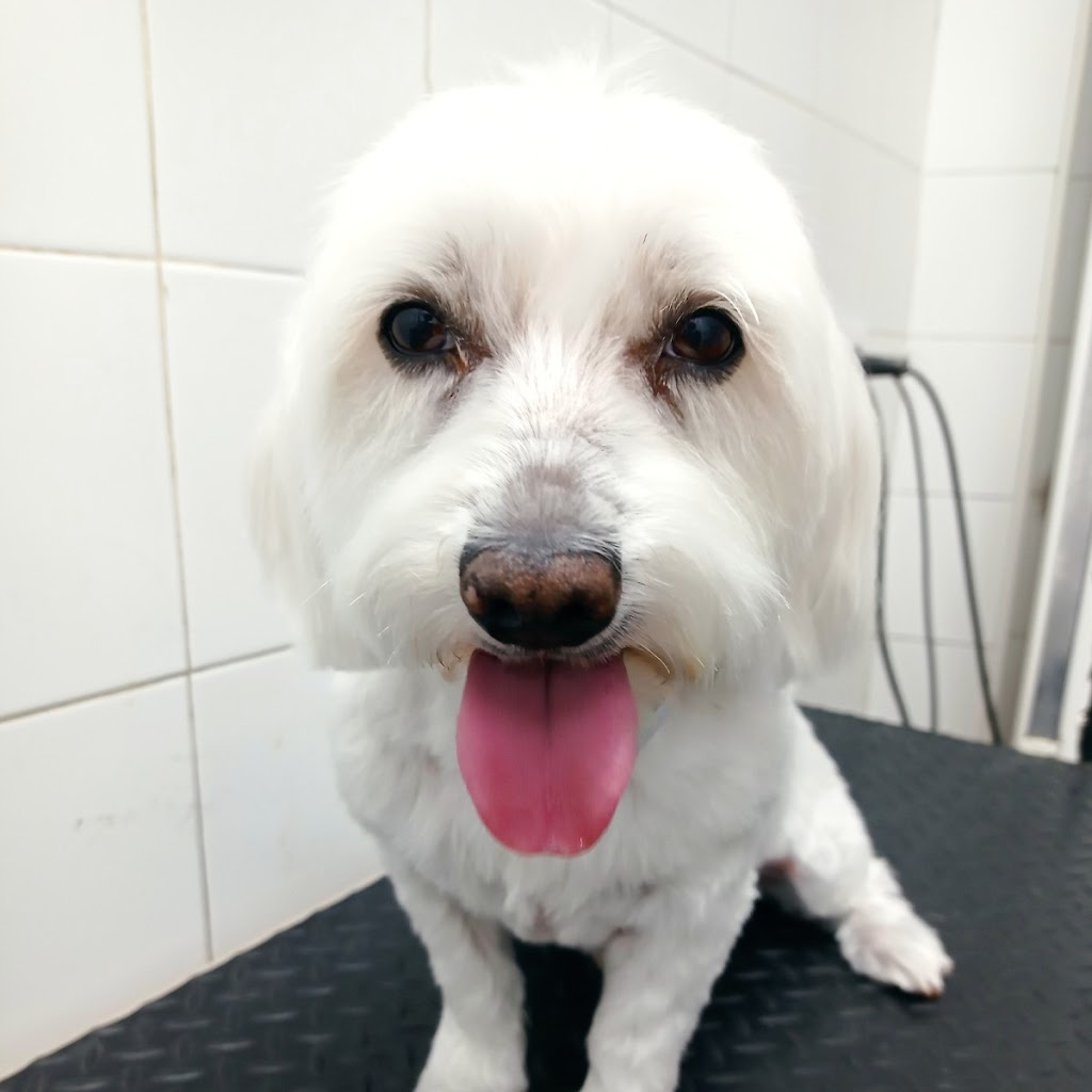 Clinica Veterinaria Zarpa