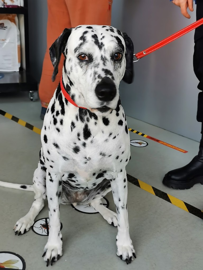 Clinica Veterinaria Seisdedos — Perro
