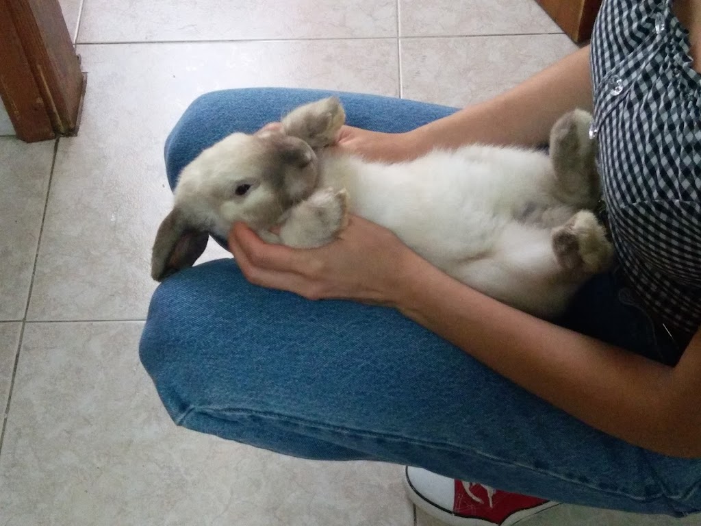 Conejo