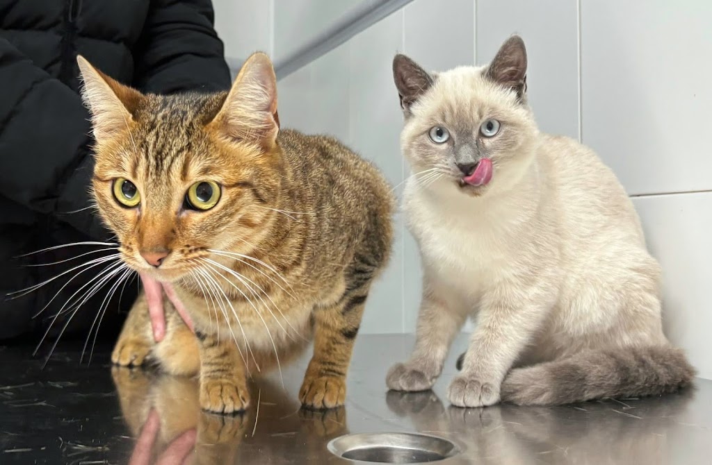 Clinica Veterinaria Tea Porrino — Gato