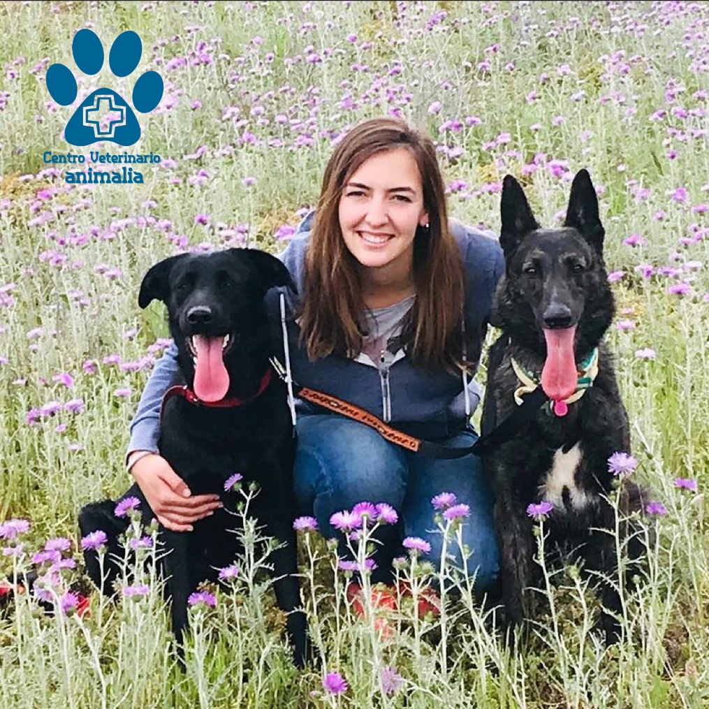 Centro Veterinario Animalia - Urgencias Chiclana — Perro