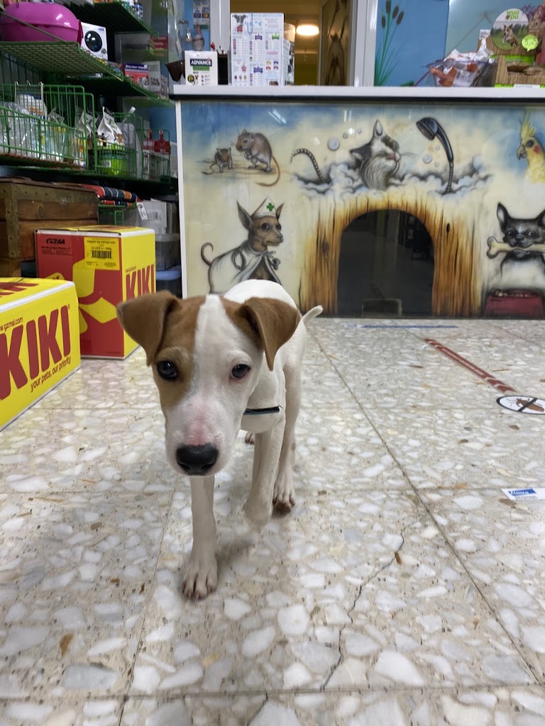 Nagusi | Veterinario Hernani | Peluqueria canina Hernani — Perro