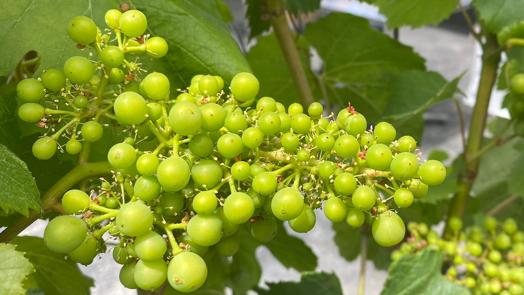 Vineyard