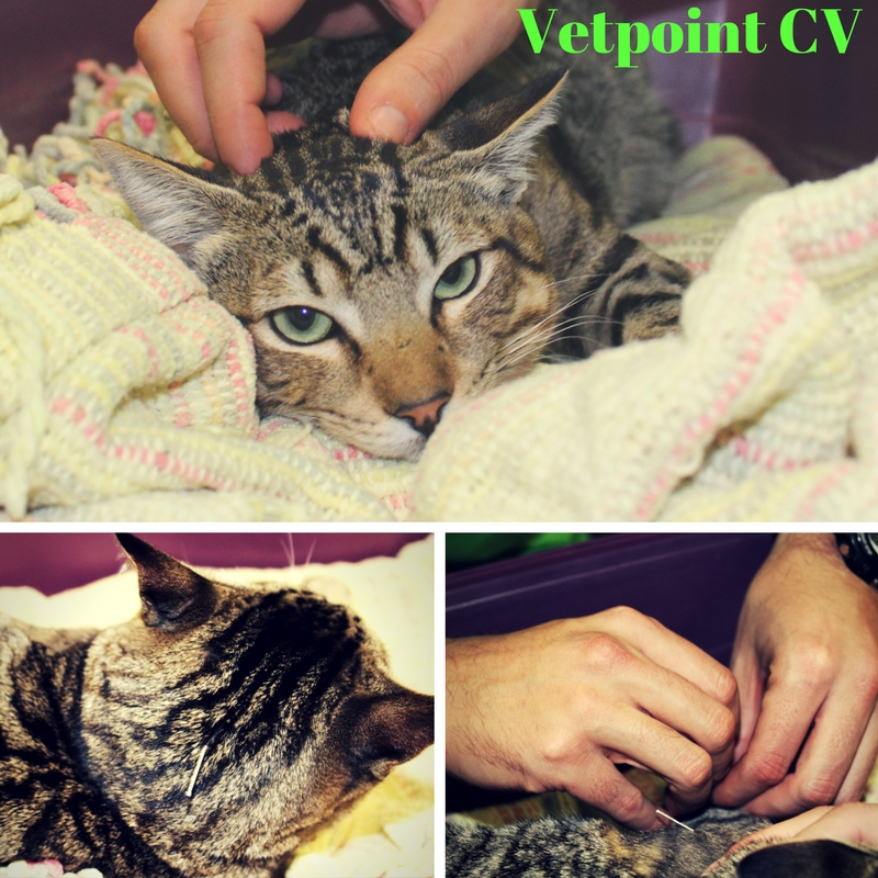Vetpoint Clinica Veterinaria — Gato