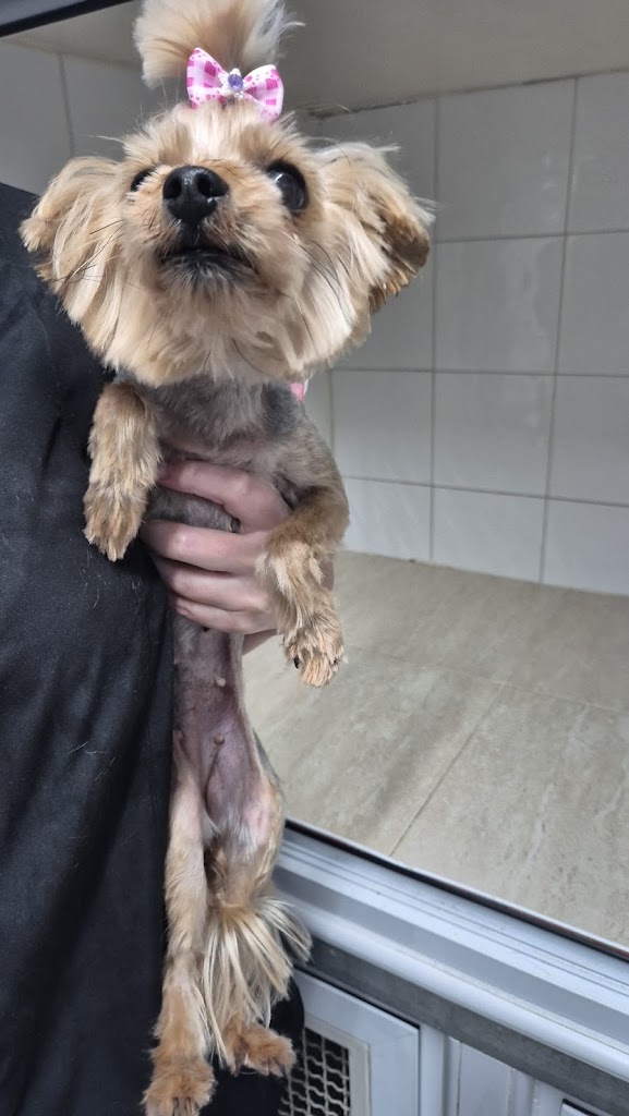 Clinica Veterinaria El Rincon — Perro