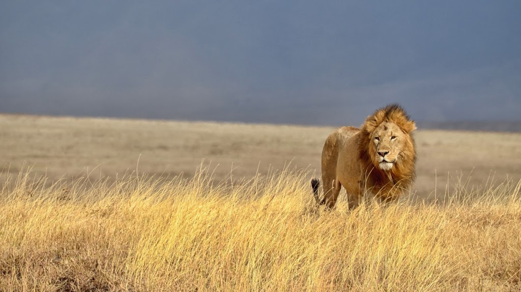 Lionsky