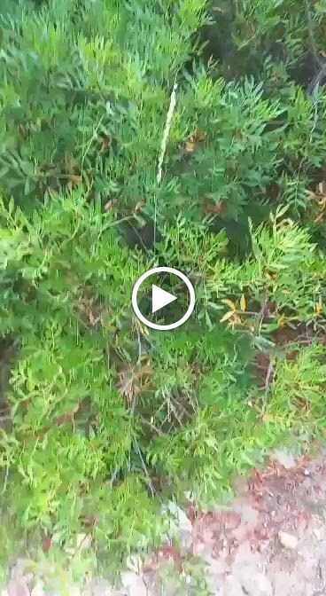 Tabares Bar Musical — Videos