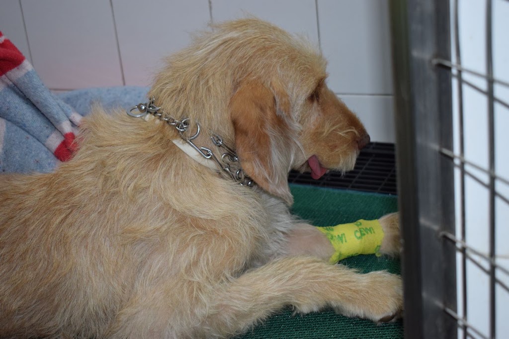 Hospital Veterinari del Penedes - Vilafranca del Penedes — Perro