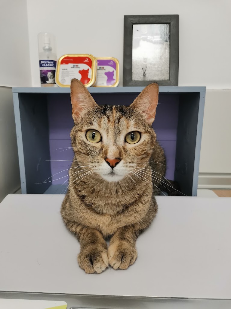 Clinica veterinaria Som Familia — Del propietario