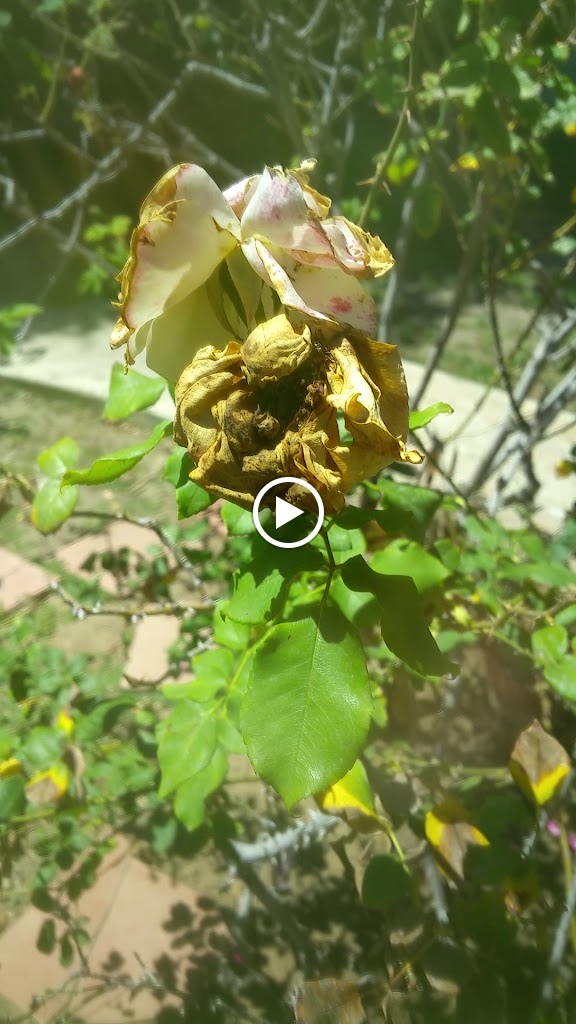 Videos