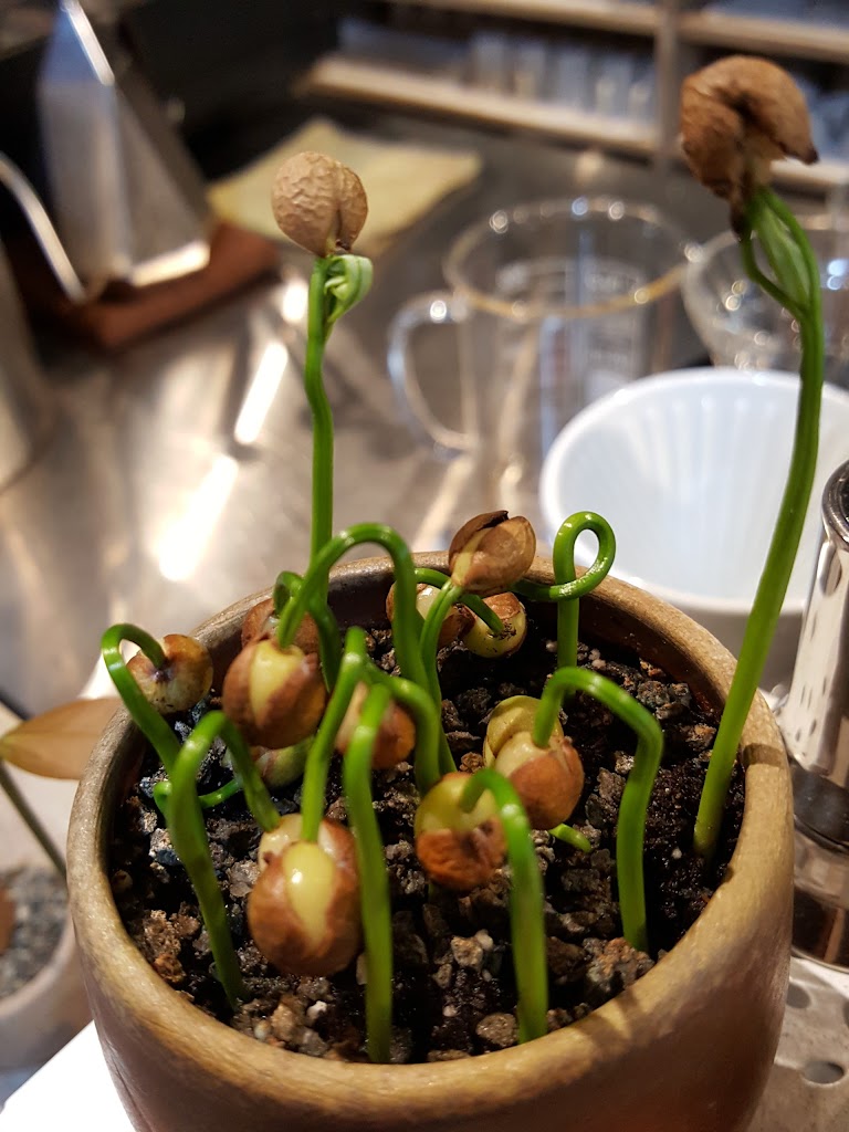 Atti咖啡研究工坊 | 咖啡豆、飲品販售、教學、諮詢 的照片