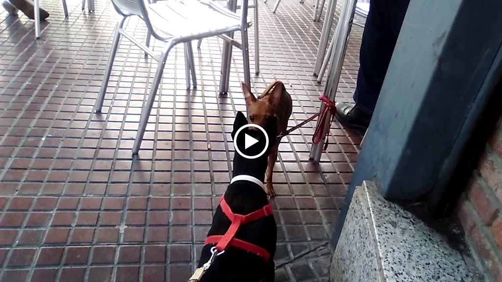 Cerveceria Chester — Videos