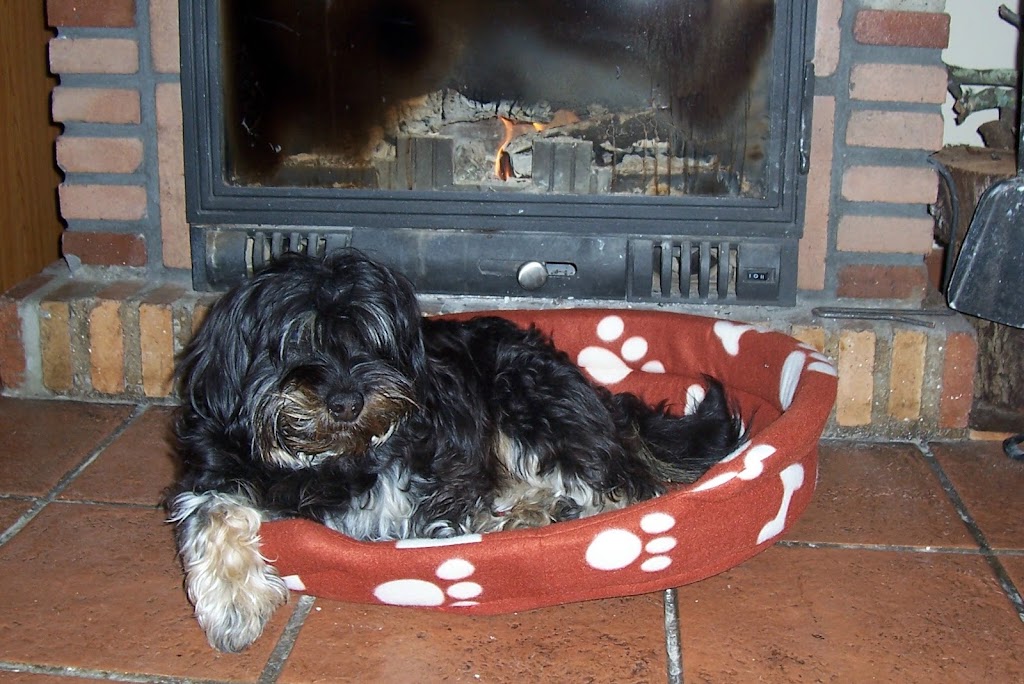 Consultorio Veterinario Baena — Perro