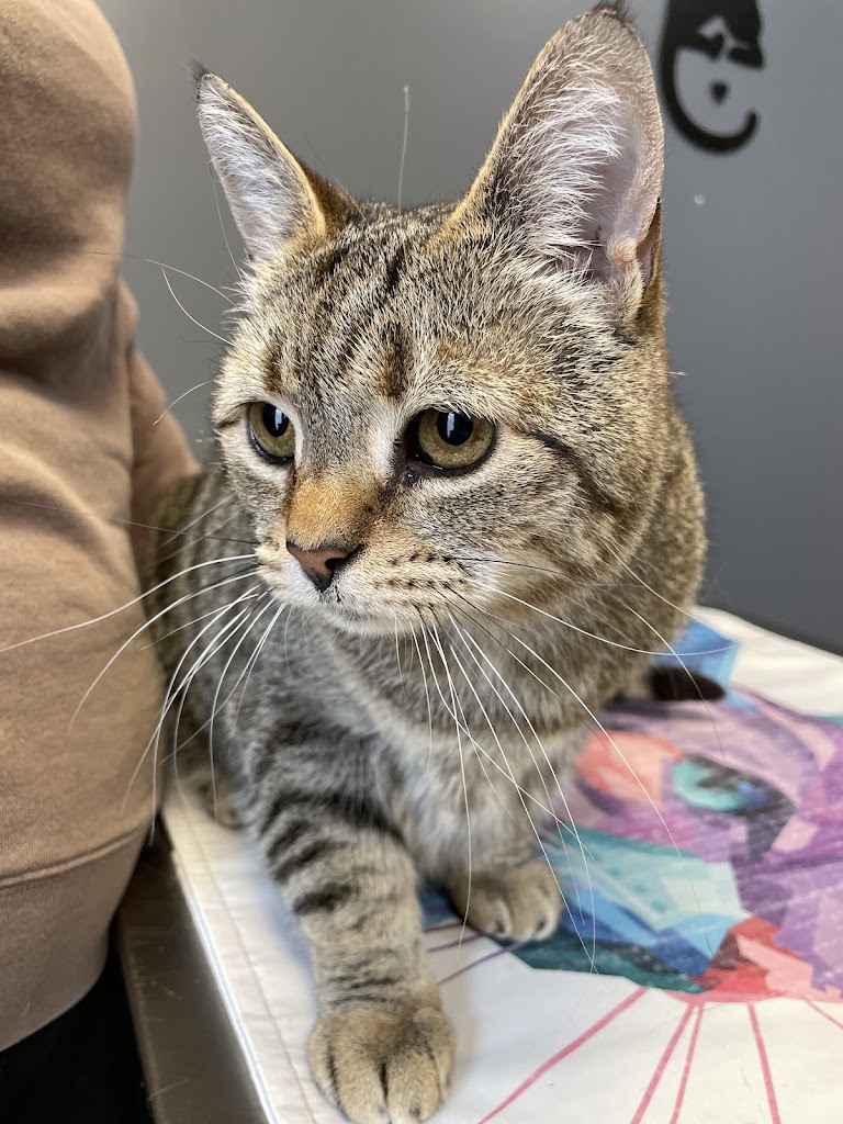 Veterinarian in Easthampton