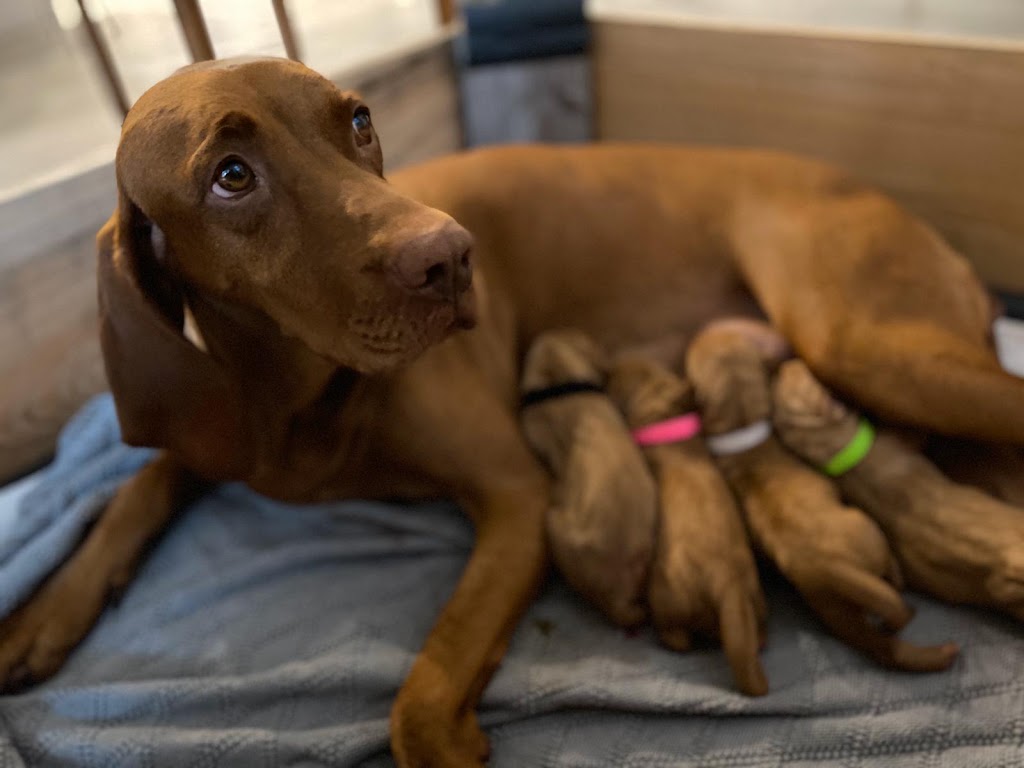 La Chopera Hospital Veterinario — Del propietario