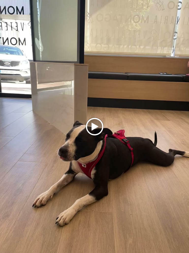 Montago Veterinaria — Videos