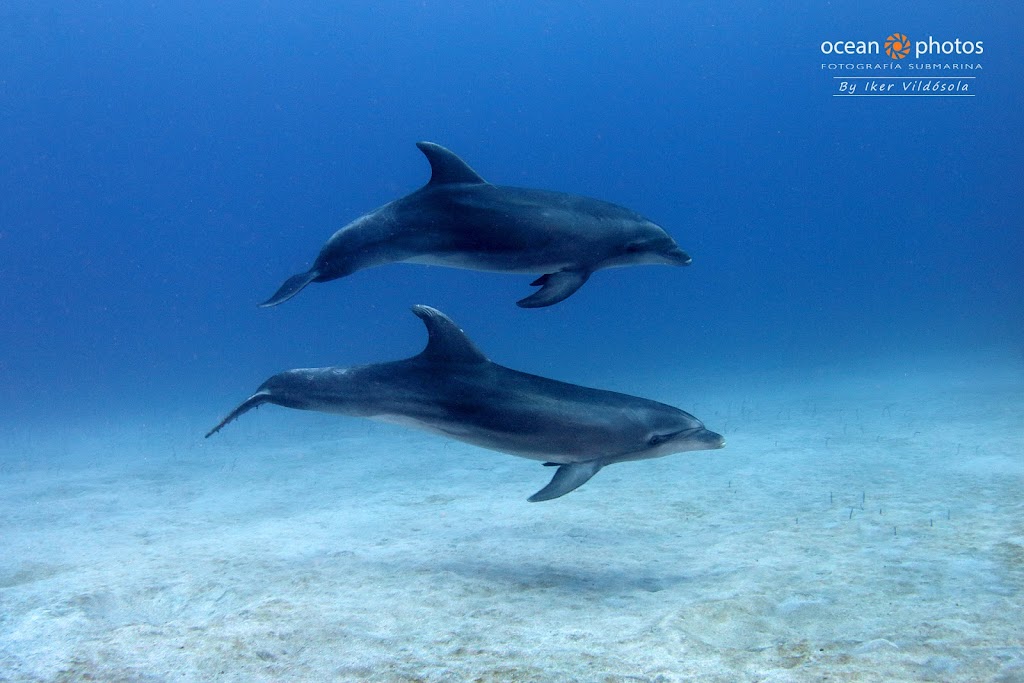 Vibe Dive Center Tenerife - Buceo en Tenerife