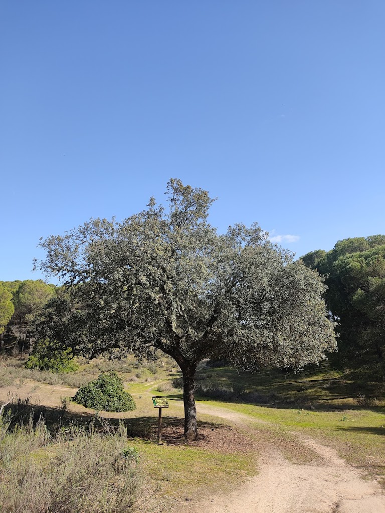 Sendero Jabali-Encinarejo
