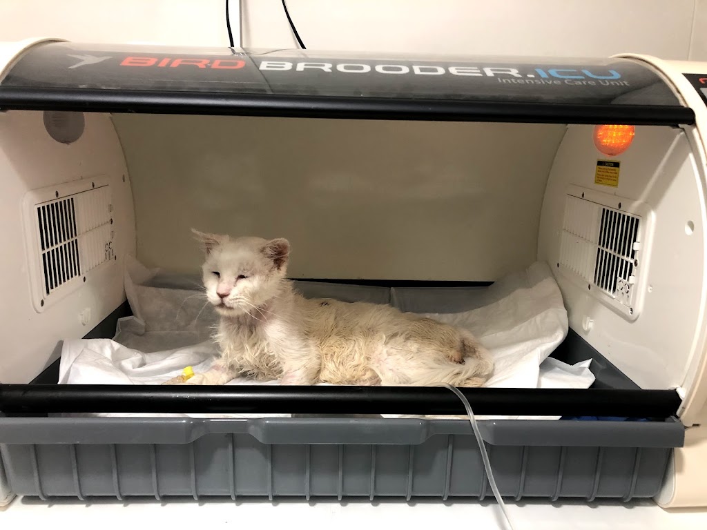 Clinica Veterinaria Mascotas — Gato