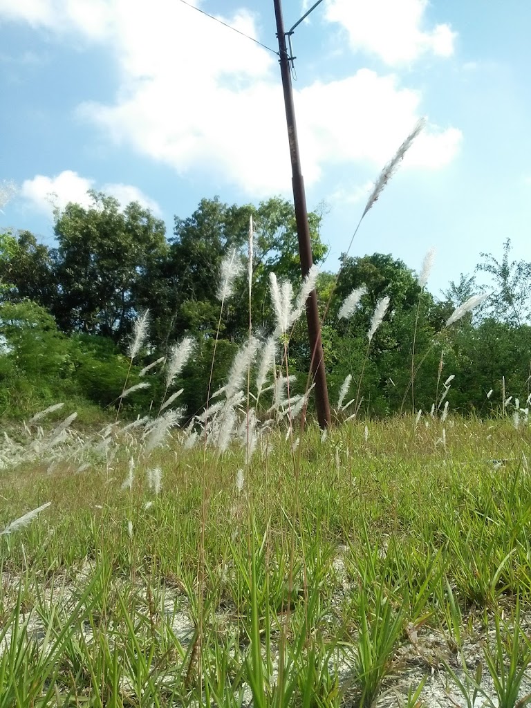 Bumi Perkemahan Sri Sadono Kec.Miri
