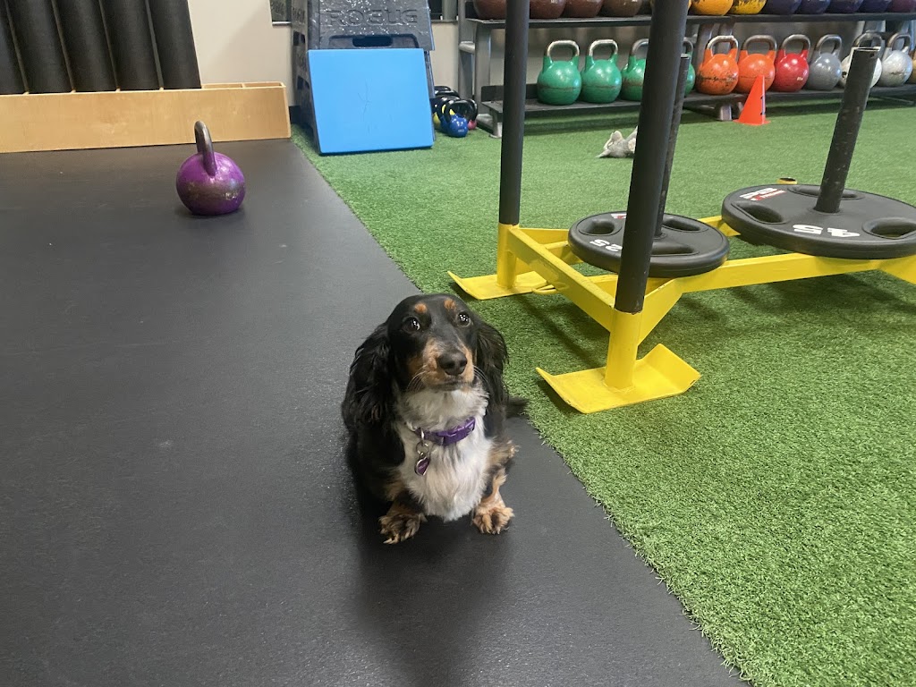  the Bodysmith Fitness