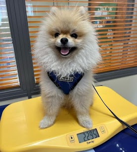Clinica Veterinaria El Cardon — Perro