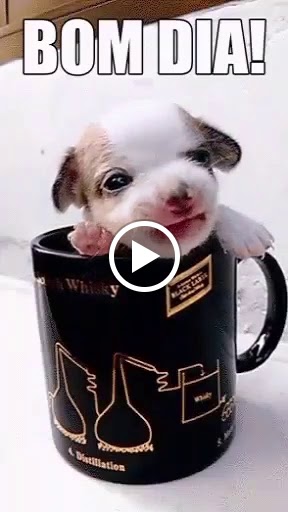 Nou Tibot — Videos