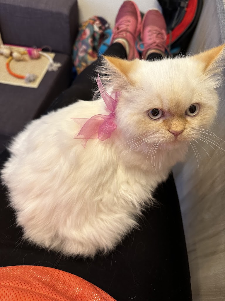 Gato